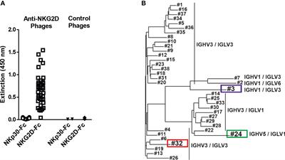 Novel NKG2D-directed bispecific antibodies enhance antibody-mediated killing of malignant B cells by NK cells and T cells